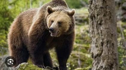 Un urs şi-a făcut apariţia, pentru a treia oară în ultimele zile, în staţiunea Durău