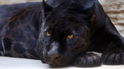 Pantera neagră căutată în Bulgaria ar fi fost văzută în Giurgiu. Polițiștii au primit două sesizări la 112