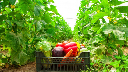 Ce legume trebuie să plantăm în luna iunie? Așa vom avea o recoltă mai bogată ca oricând