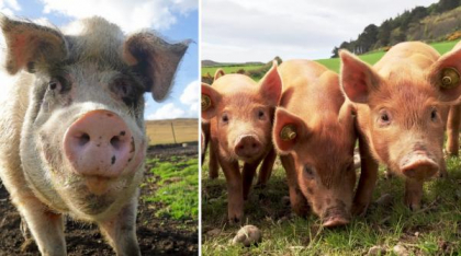 Reuters: China vrea porci mai slabi