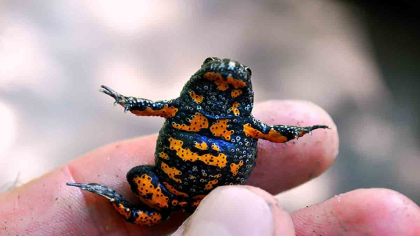 Transapuseana, blocată de două broaște
