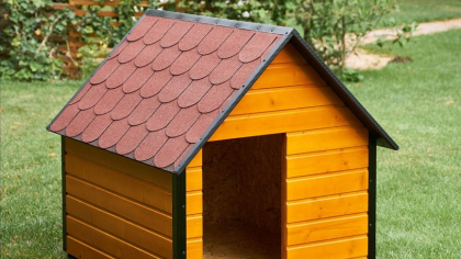 Rase de câini de talie medie: Alegerea perfectă pentru familii active