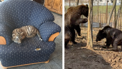 FOTO VIDEO Nu s-a găsit pantera neagră, dar avem o grădină zoologică plină de animale exotice în satul Picior de Munte din Dâmboviţa. Cu 50 de lei mângâi „regele junglei”, te joci cu pui de tigri sau căprioară. Poza cu maimuţa se taxează dublu!