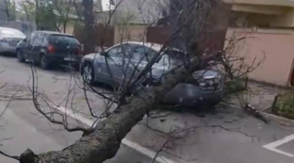 Copaci căzuți și fire electrice avariate în Harghita după codul portocaliu de vreme rea