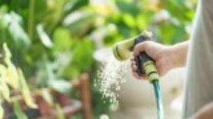 Arbori și plante mediteraneene. Cum să creezi o grădină de vis în stil sudic