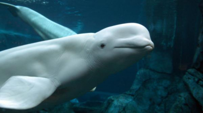 Un parc acvatic ameninţă că va omorî cele 30 de balene beluga pe care le are, dacă guvernul nu îi acordă fonduri de urgență, în Canada