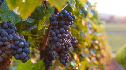 Dobrogea ar putea fi desemnată Regiune Gastronomică a Europei în 2029. Drumul Vinului de acum 2.000 de ani va fi recreat