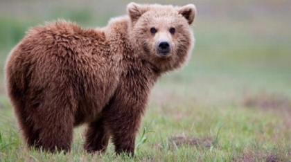 Alertă Ro-Alert: Urs observat în județul Hunedoara