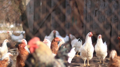 Amenzi uriașe pentru cei care cresc prea multe păsări sau animale în curte. Câte sunt permise de lege