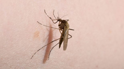 30 de cazuri de infecție cu West Nile în România: cei mai mulți pacienți sunt în București, Galați și Brăila