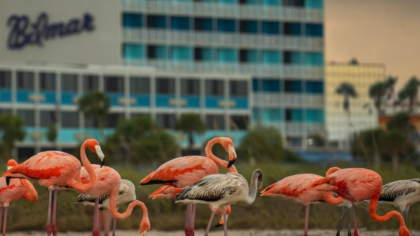 Fermieri furioși, după ce o colonie imensă de flamingo le-a distrus plantațiile. Aceștia cer soluții urgente