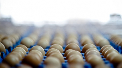 Bursă. Grup Şerban Holding finalizează ferma de găini din judeţul Bacău, după o investiţie de 11,5 milioane de euro. Producţie anuală estimată de 50 milioane de ouă