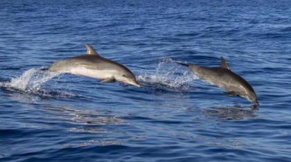 Delfinii australieni folosesc bureți pentru a vâna pești