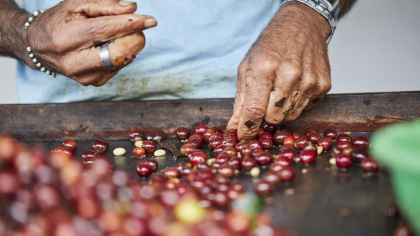 (P) Originea contează: Cele mai apreciate regiuni producătoare de cafea boabe