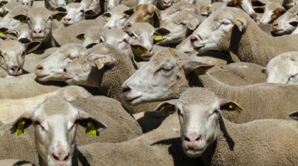 România, pe locul doi în ierarhia statelor membre ale UE la efectivele de ovine şi caprine