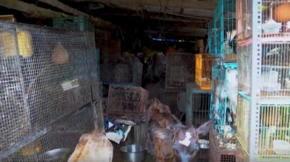 O femeie de 95 de ani trăia în casă împreună cu 200 de animale. Avea, printre altele, veverițe, rațe, iupuri și găini