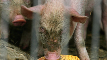 Asociația Producătorilor de Carne de Porc vrea adoptarea unor măsuri urgente pentru controlul Pestei Porcine Africane