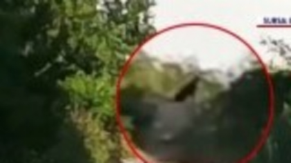 Pantera neagră ar continua să umble prin România. Unde ar fi fost văzută ultima dată