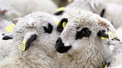 România, pe locul doi în ierarhia statelor membre ale UE la efectivele de ovine şi caprine