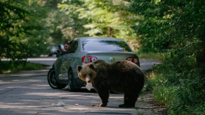 Turiștii care merg la munte se pot întâlni cu Ursul Bruno: „Vreau doar să trăiesc liniștit în pădure, fără paparazzi”