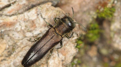 Insecta care usucă arborii s-a extins din Parcul natural Apuseni până în sudul țării
