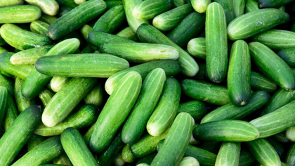 Trucul ce îți asigură o recoltă bogată de castraveți. Două ingrediente sunt necesare