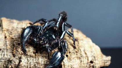 Veninul de scorpion amazonian poate ucide celulele canceroase