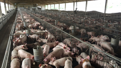CEO-ul companiei „La Mircea Măcelaru” avertizează: „Am ajuns la 10% materie primă românească. Ar trebui să se interzică creşterea porcilor în gospodării”