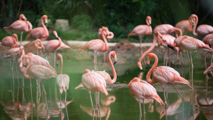 Culturile de orez pentru risotto, amenințate de păsările flamingo în nord-estul Italiei