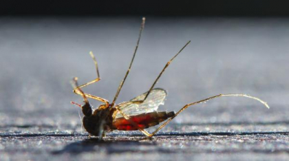 Epidemii de boli tropicale se răspândesc în Europa odată cu migrarea țânțarilor spre nord