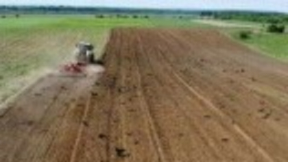 Ciorile fac prăpăd. Fermierii exasperați de păsările protejate de lege care îi lasă fără culturi: „E strigător la cer”