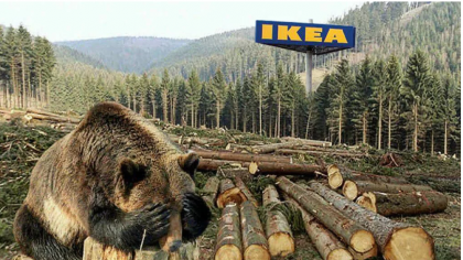 IKEA: Nu desfășurăm nicio activitate forestieră comercială în zonele desemnate la nivel național ca parte a patrimoniului forestier protejat al României”