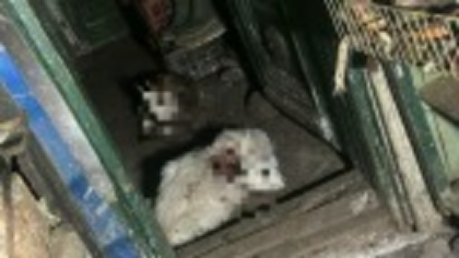 Un urs a intrat în curtea unui localnic din Râmnicu Vâlcea. Ce pagube a făcut animalul sălbatic