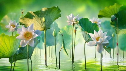 Floarea de lotus- semnificație, proprietăți și curiozități