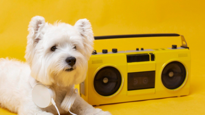 Top 30 cele mai populare nume de animale de companie inspirate de muzică în 2025