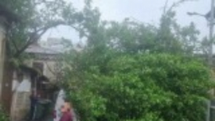 Cine e responsabil pentru pagubele provocate de copacii doborâți de furtună și ce trebuie să facă păgubiții