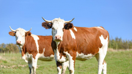 Vremea toridă pune în pericol animale. Recomandările veterinarilor pe timp de caniculă