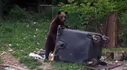 Mesaj Ro-Alert emis în stațiunea Durău după apariția unui urs lângă un camping
