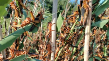 Invazie apocaliptică de lăcuste în Delta Dunării. Sute de hectare sunt rase de vegetație, autoritățile cer sprijinul Guvernului VIDEO