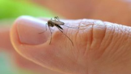 West Nile în România