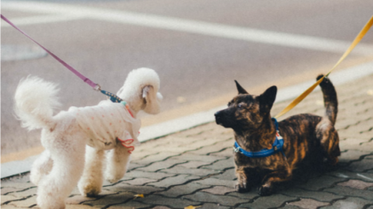 Obligații pentru proprietari animalelor de companie. Încălcarea legii se poate sancționa cu dosar penal