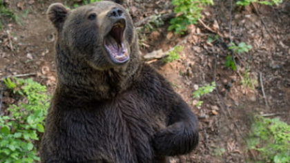 Raport îngrijorător: alerte pe bandă rulantă pe munte. Un deces a fost confirmat de salvamontiști