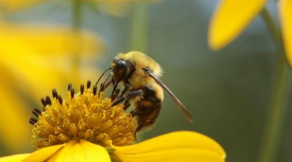 De la înțepătura de insectă la șoc. Cum recunoști o reacție alergică gravă
