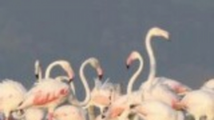 O colonie imensă de flamingo a invadat Delta Pad și a distrus plantațiile. Fermierii cer soluții urgente