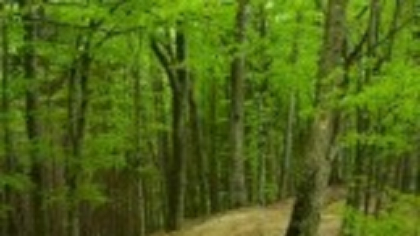 Un bărbat a murit după ce a mers la cules de ciuperci într-o pădure din Neamţ. A alunecat şi a căzut într-un râu
