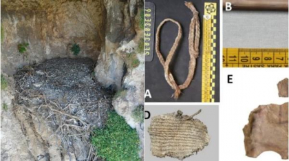 Cercetătorii au găsit artefacte vechi de 600 de ani în cuiburi de vulturi din Spania