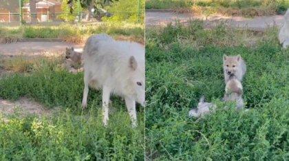 Premieră națională la Zoo Oradea: S-au născut doi pui de lup arctic. Vizitatorii sunt invitați să îi „adopte” și să le aleagă numele