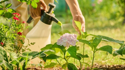 Cum să ai o grădină fără dăunători și plină de plante sănătoase. Cei mai pricepuți grădinari au dezvăluit secretul