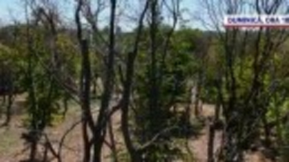 Mii de hectare de pădure, distruse de un gândac. Uscați de nepăsare – un reportaj ”România, te iubesc!”, duminică, la PRO TV