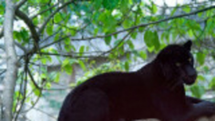 Oameni de afaceri din Bulgaria cer „ajutor de panteră” de la stat. Cum au fost afectați de animalul sălbatic